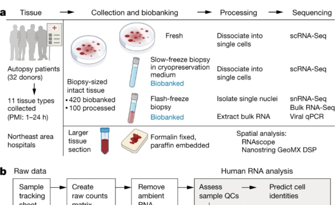 NUEVO ATLAS CELULAR DEL COVID REVELA CÓMO EL CORONAVIRUS ATACA A LAS CÉLULAS